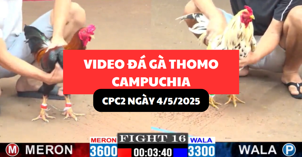 video đá gà thomo tại cpc1 ngày 4/5/2025 hôm nay