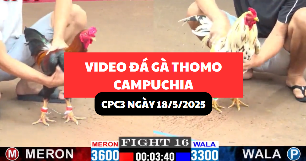 video đá gà thomo tại cpc3 ngày 18/5/2025 hôm nay
